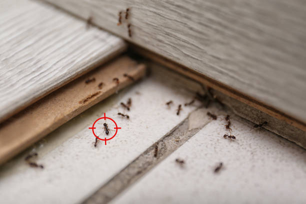 Best Pest Control Cost  in Forest Hill, TX