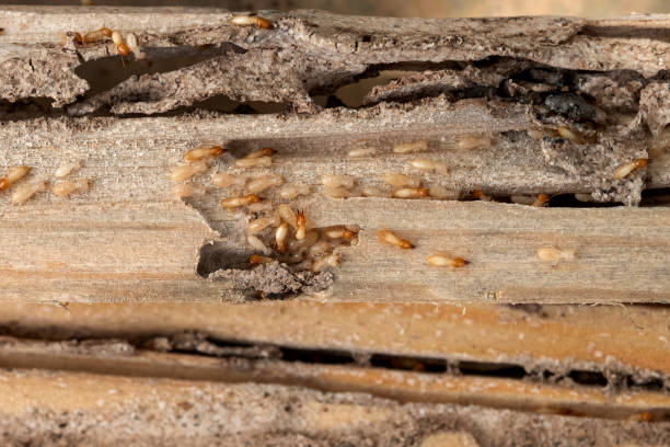 Pest Prevention Services in Forest Hill, TX