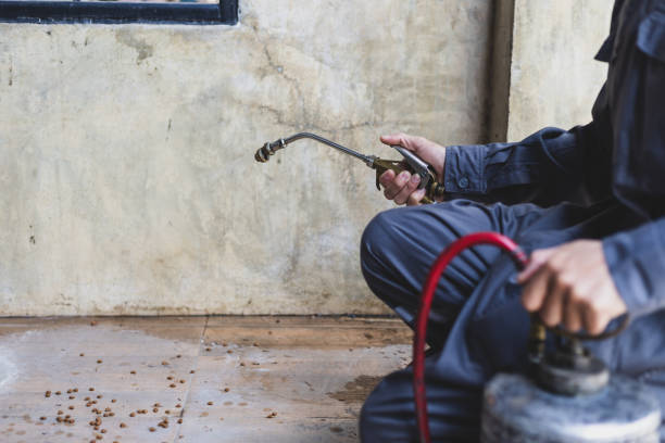 Best Termite Control Services  in Forest Hill, TX